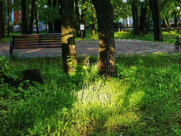 Ombre Sul Sentiero Delle Piastrelle Nel Parco Estate — Foto Stock