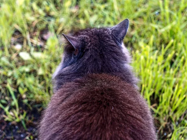 Dark Fluffy Cat Sits Grass Summer — Stock Photo, Image