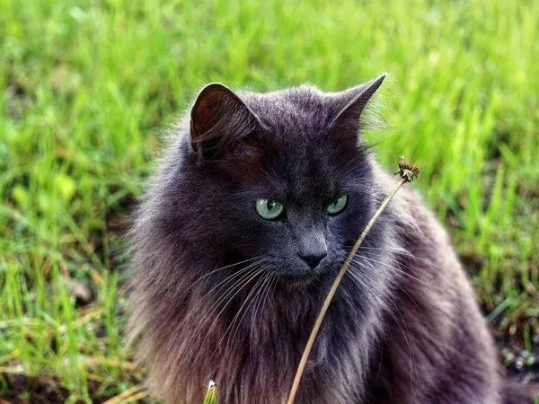 Dark Fluffy Cat Sits Grass Summer — Stock Photo, Image