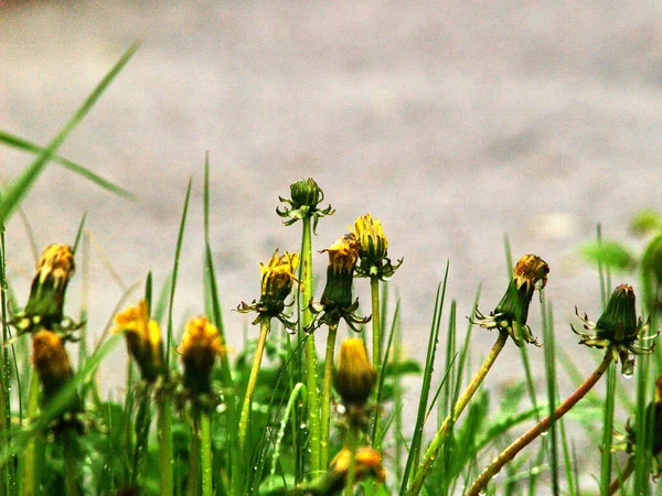 黄色的蒲公英在草丛中绽放 春天来临 — 图库照片