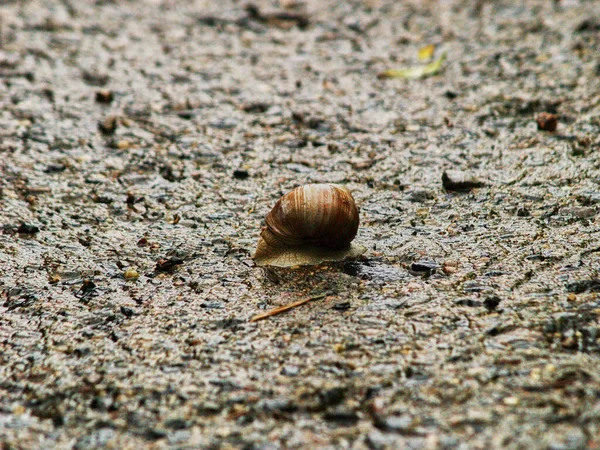 Grande Caracol Rasteja Estrada Verão — Fotografia de Stock