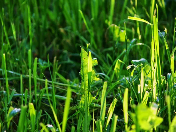 Young Grass Bright Light Sunset Summer — Stock Photo, Image