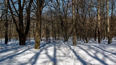 Karlı ormanda güneşli bir gün, kışın