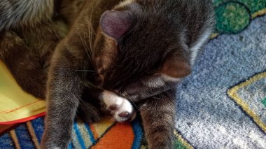 Genç kedi evde, oyuncakların arasında uyuyor.