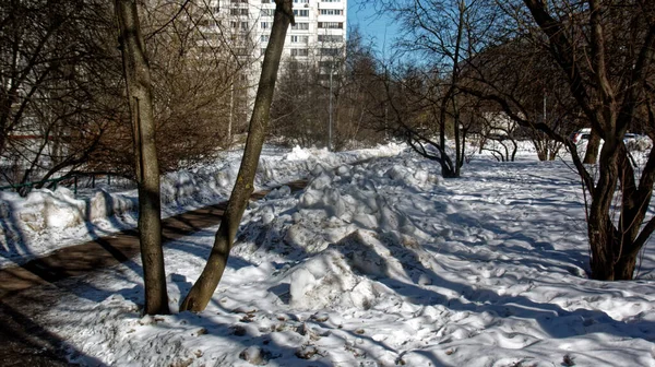 Día Soleado Bosque Nevado Invierno —  Fotos de Stock