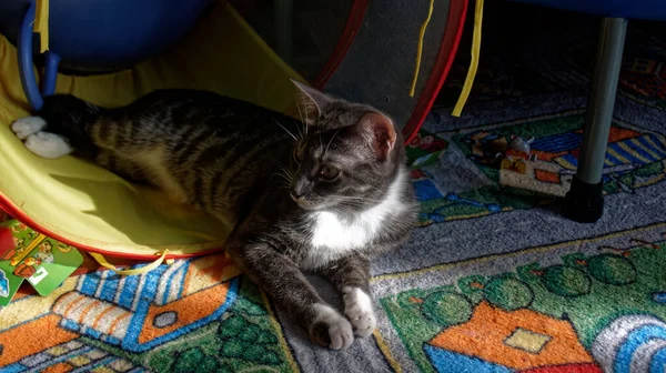 若い猫はおもちゃの間で 家で寝る — ストック写真