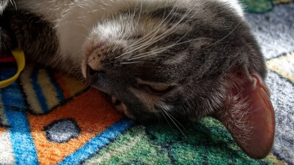Νεαρή Γάτα Κοιμάται Ανάμεσα Στα Παιχνίδια Στο Σπίτι — Φωτογραφία Αρχείου