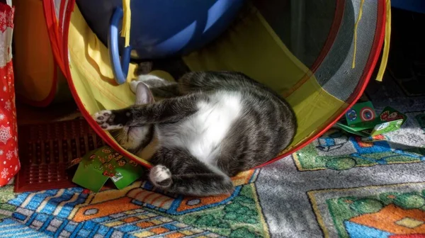 若い猫はおもちゃの間で 家で寝る — ストック写真