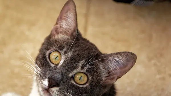 Junge Katze Schaut Hause Vorsichtig Die Augen — Stockfoto