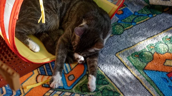 Jeune Chat Dort Parmi Les Jouets Maison — Photo