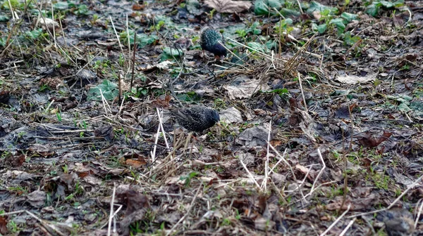 Starlings Procurar Comida Entre Folhagem Velha Primavera — Fotografia de Stock