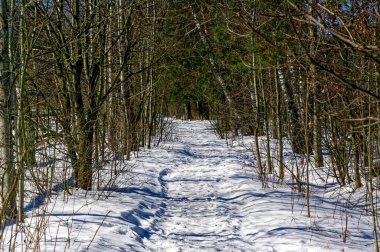 Açık çayırlarda, kışın kusur bulan bir at.