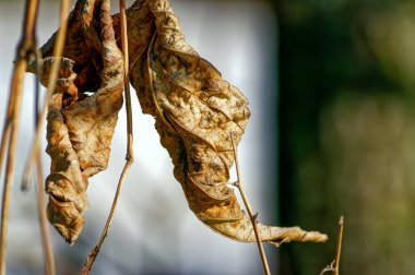 Geçen yıl kış aylarında, ışık huzmelerinde bir dalın üzerindeydi.