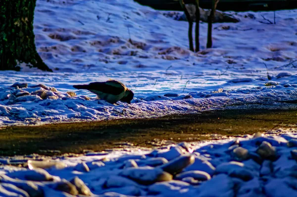 乌鸦在雪中吃东西 在冬天吃 — 图库照片