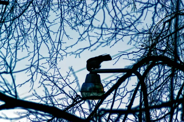 Kraai Eet Voedsel Sneeuw Winter — Stockfoto