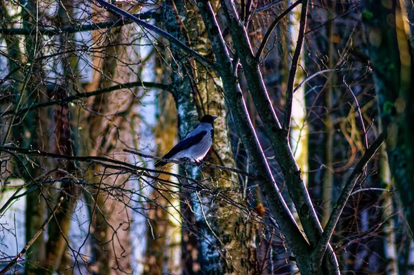 Cuervo Come Comida Nieve Invierno — Foto de Stock