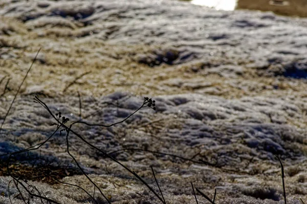 Περσινό Γρασίδι Ανάμεσα Στο Χιόνι Στο Χωράφι Χειμώνα — Φωτογραφία Αρχείου
