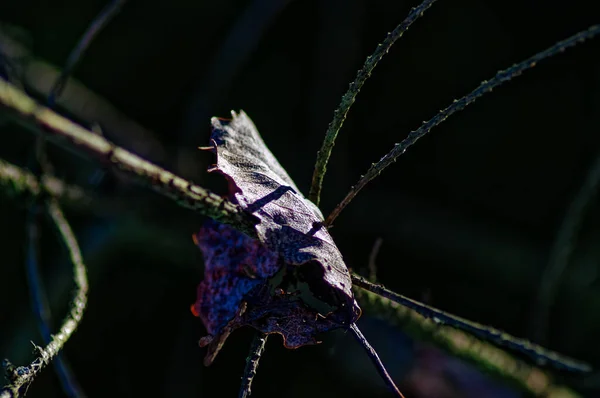 Feuille Année Dernière Sur Une Branche Dans Les Rayons Lumière — Photo