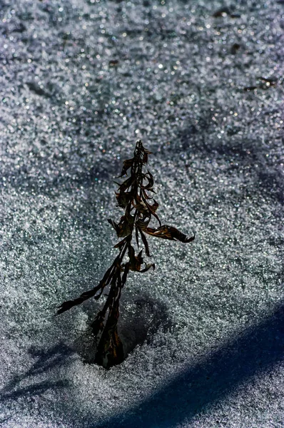 Herbe Année Dernière Milieu Neige Dans Champ Hiver — Photo