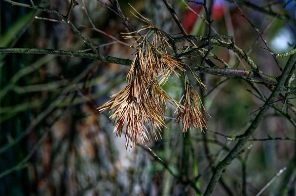 Zweig Mit Getrockneten Nadeln Baum Winter — Stockfoto