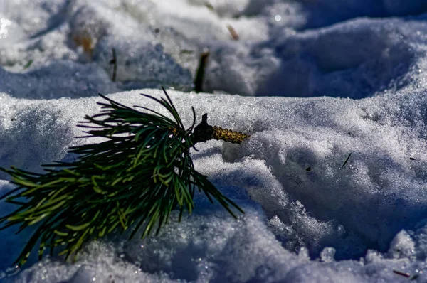 Branche Pin Brisée Trouve Dans Neige Hiver — Photo