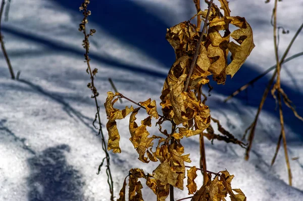 Geçen Yılın Çimenleri Karların Ortasında Kış — Stok fotoğraf