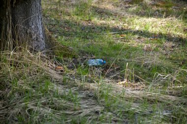 Çimlerde plastik su şişesi, çöp.