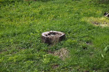 Baharda, bahçedeki yaşlı bir elma ağacından bir kütük.