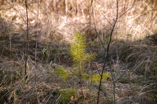 Junger Weihnachtsbaum Hohen Gras Wald Frühling — Stockfoto