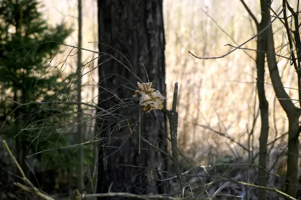 Une Feuille Sèche Pend Sur Une Branche Printemps — Photo