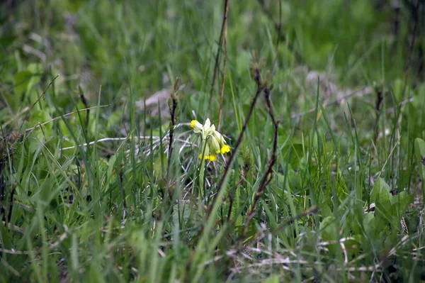 Pequenas Flores Amarelas Selvagens Entre Grama Primavera — Fotografia de Stock