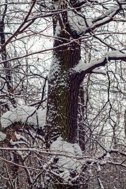 Bulutlu bir günde ağaçlarda çok kar var, Moskova