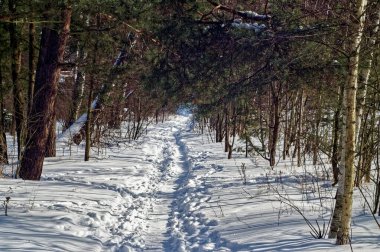 Kış ormanlarında açık bir gün, Moskova