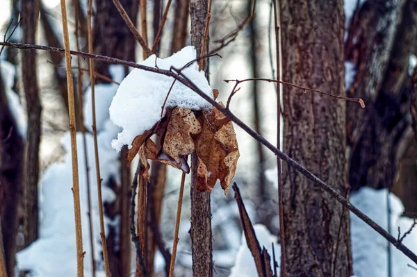 Száraz Levelek Egy Ágon Hóban Télen — Stock Fotó