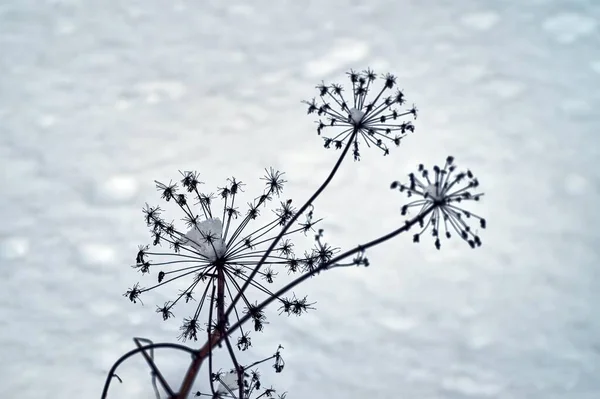 Trockenes Laub Auf Einem Ast Schnee Winter — Stockfoto