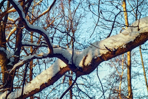 Día Claro Bosque Invierno Moscú — Foto de Stock