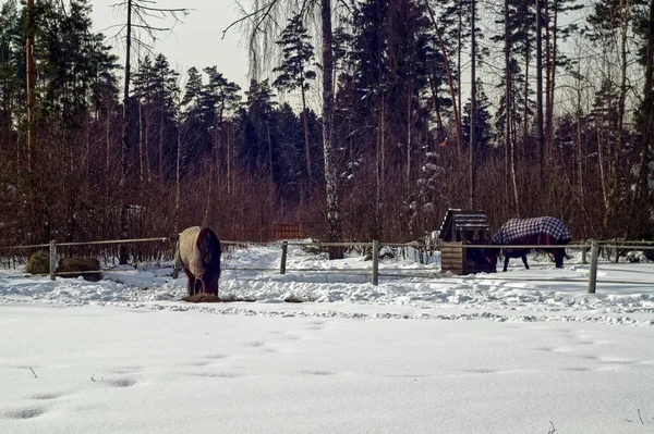 開けた牧草地にS字型の馬がいて冬には — ストック写真