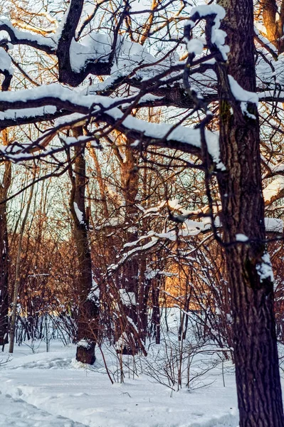 Clear Day Winter Forest Moscow — Stock Photo, Image