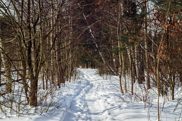 Kış ormanlarında açık bir gün, Moskova