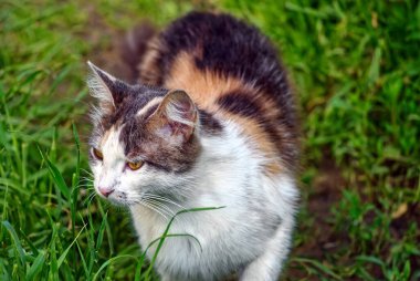 Renkli kedi yazın çimlerin üzerinde yürüyor.