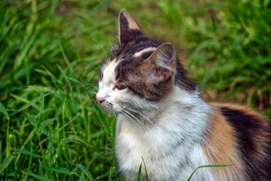 Renkli kedi yazın çimlerin üzerinde yürüyor.
