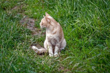 Yazın çimenlerde oturan kırmızı kedi.