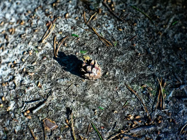 夏には小さな松の実が地面に横たわっています — ストック写真