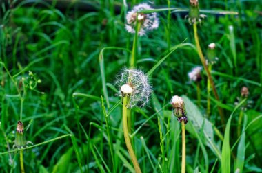 Yaz aylarında yeşil çimlerin üzerinde karahindiba çiçeği