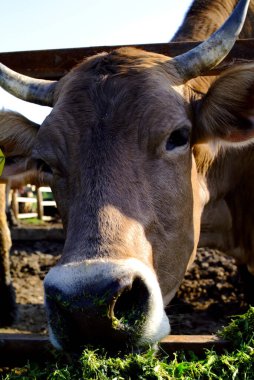 Çiftliğe yakın bir inek, yaz mevsimi