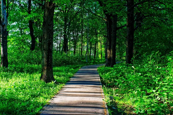Paved Path Park Morning Summer — Stock Photo, Image