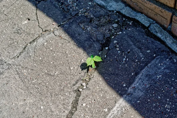 小植物生长在石子的中心 — 图库照片