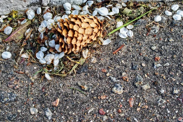 Fenyőtoboz Fekszik Aszfalton Nyáron — Stock Fotó