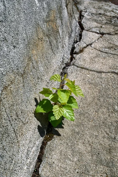 Die Junge Pflanze Wächst Der Mitte Des Steins Sommer — Stockfoto