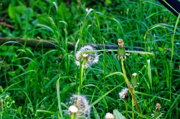 緑の草を背景に夏にタンポポの花を咲かせ — ストック写真